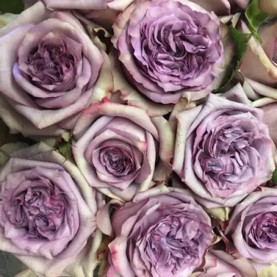 Роза ДОЛЬЧЕТТО чайно-гибридная в Могилёве