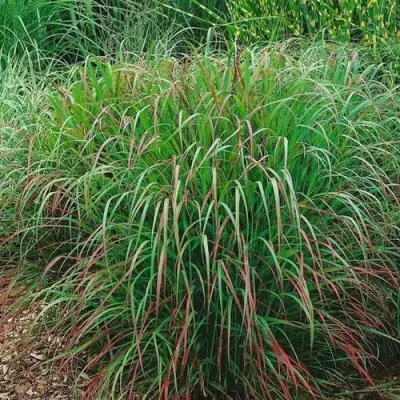 Просо РЕБРАУН прутьевидное в Могилёве