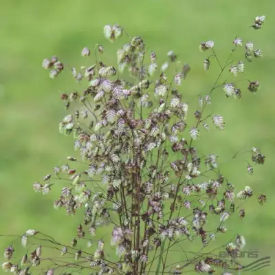 Трясунка средняя в Могилёве