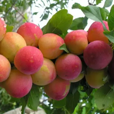 Слива СКОРОПЛОДНАЯ в Могилёве