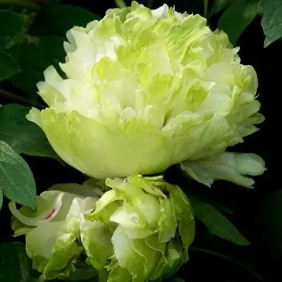 Пион ЗЕЛЕНЫЙ ШАР древовидный в Могилёве