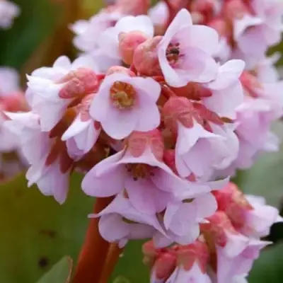 Бадан БЭБИ ДОЛЛ в Могилёве