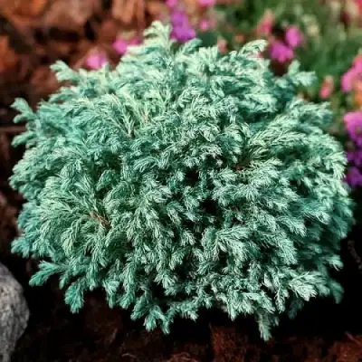 Кипарисовик БЕБИ БЛЮ горохоплодный в Могилёве