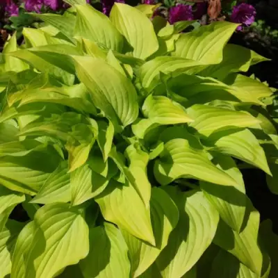 Хоста ХИДОН САНСЕТ в Могилёве