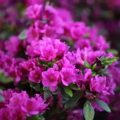 Азалия ГЕЙША ПЕРПЛ японская в Могилёве