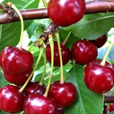 Дюк ШПАНКА ДОНЕЦКАЯ в Могилёве