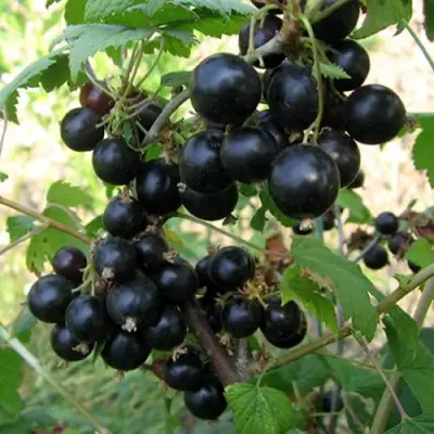 Смородина чёрная ШАРОВИДНАЯ в Могилёве