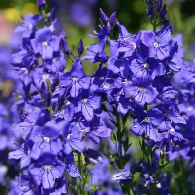 Вероника австрийская в Могилёве