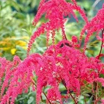 Астильба РЕД ЧАРМ Арендса в Могилёве