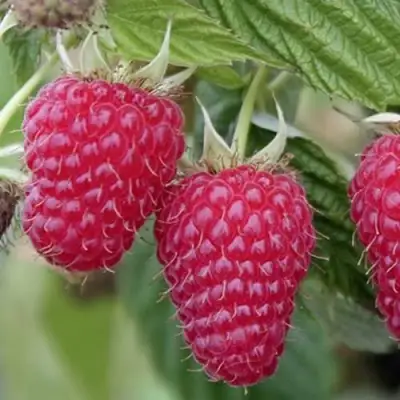 Малина ТУЛАМИН в Могилёве