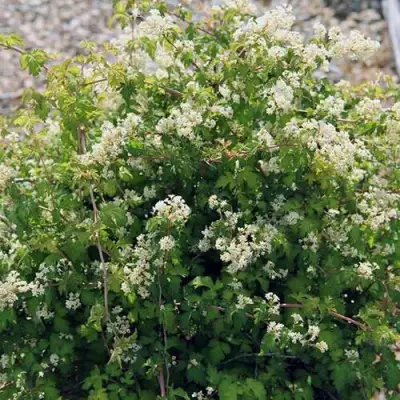 Стефанандра КРИСПА надрезаннолистная в Могилёве