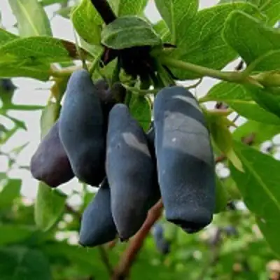 Жимолость съедобная ЧУЛЫМСКАЯ в Могилёве