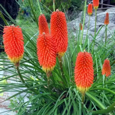 Книфофия БЕНГАЛ ФАЕР гибридная в Могилёве