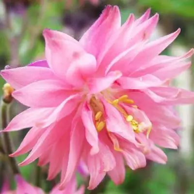 Аквилегия БАРЛОУ ПИНК гибрид МакКаны в Могилёве