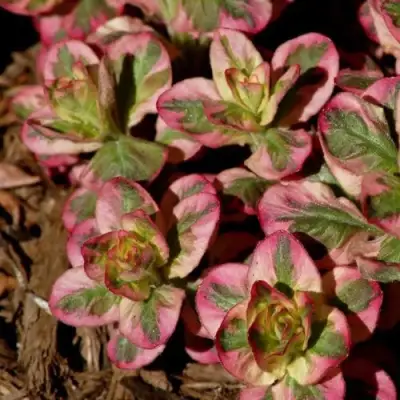 Вербейник АЛЕКСАНДР точечный в Могилёве