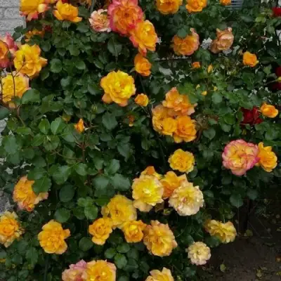 Роза САХАРА плетистая в Могилёве