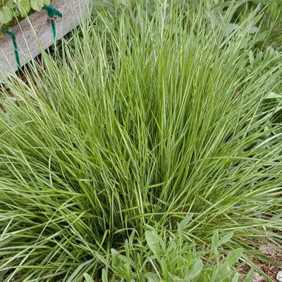 Вейник АВАЛАНШ остроцветковый в Могилёве