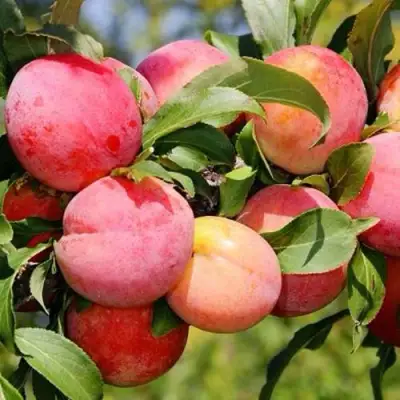 Слива ФАВОРИТЕ ДЕ СУЛТАНО в Могилёве