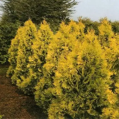 Туя ЕВРОПА ГОЛД западная в Могилёве