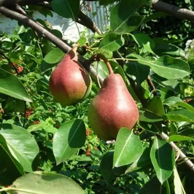 Груша РУМЯНАЯ КЕДРИНА в Могилёве