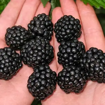 Ежевика ДЖАМБО бесшипная  в Могилёве