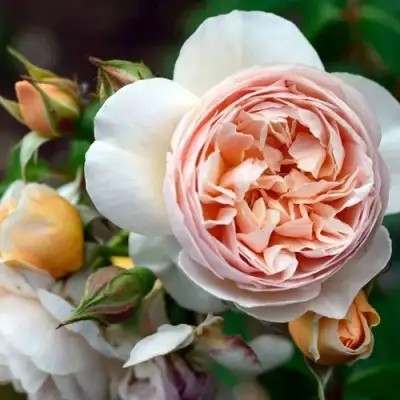 Роза ДЖУЛЬЕТТА английская в Могилёве