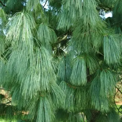 Сосна гриффита в Могилёве