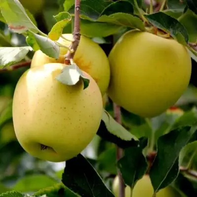 Яблоня ГОЛДЕН ВЛАДИМИРСКИЙ в Могилёве