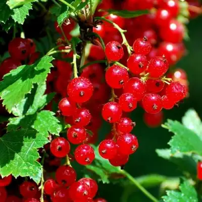 Смородина красная НЕНАГЛЯДНАЯ в Могилёве