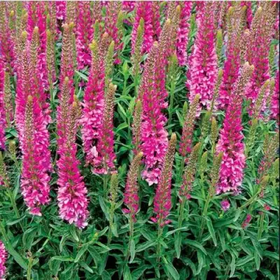 Вероника РОНИКА ФУКСИЯ в Могилёве