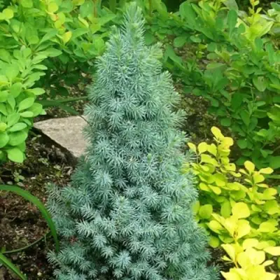 Ель КОНИКА сизая в Могилёве