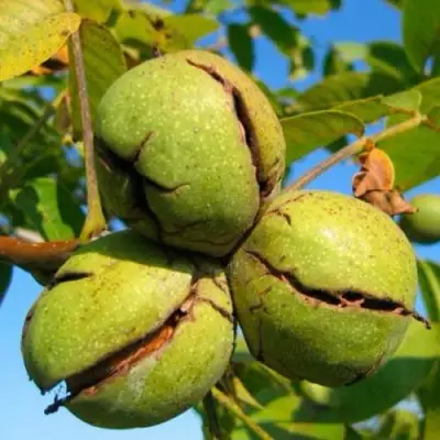 Грецкий орех ПИНСКИЙ в Могилёве