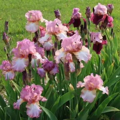 Ирис БЛАШИНГ ПИНК бородатый в Могилёве