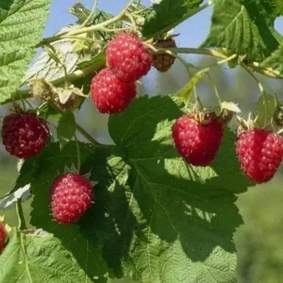 Малина КОЛОКОЛЬЧИК в Могилёве