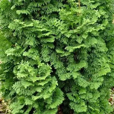 Туя СПИРАЛИС МИНИ западная в Могилёве