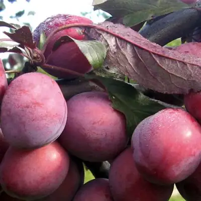 Слива ПАННА в Могилёве