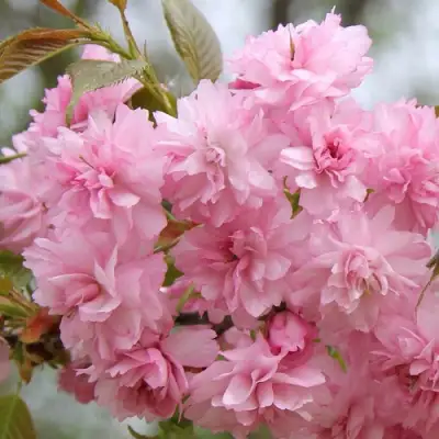 Сакура РОЗЕА ПЛЕНА в Могилёве