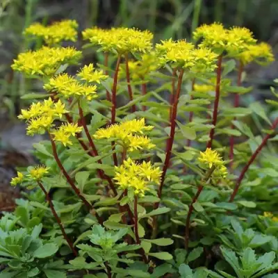 Очиток (седум) ИММЕРГРЮНХЕН в Могилёве