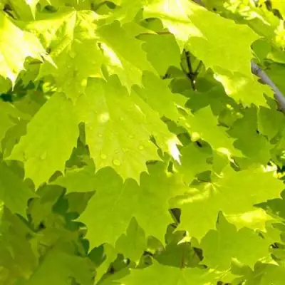 Клен ПРИНСЕТОН ГОЛД остролистный в Могилёве