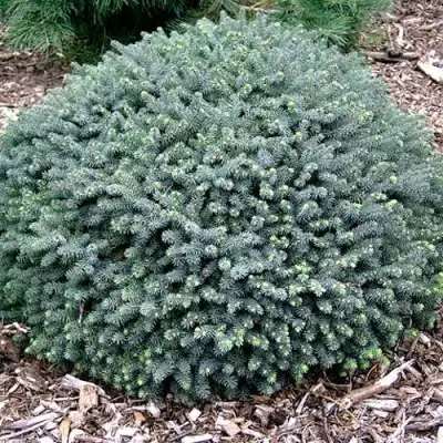 Ель ЭХИНИФОРМИС сизая в Могилёве