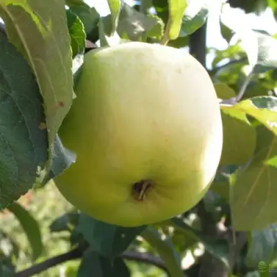 Яблоня АНТОНОВКА ОБЫКНОВЕННАЯ в Могилёве