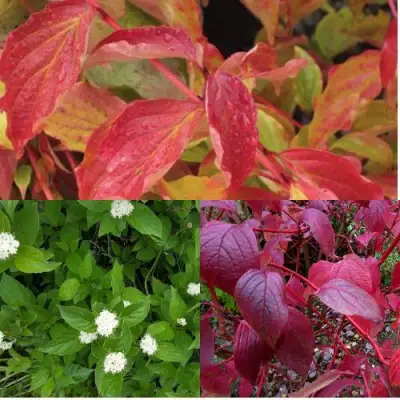 Комплект СЕВЕРНОЕ СИЯНИЕ в Могилёве