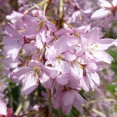Сакура ПЕНДУЛА РУБРА в Могилёве