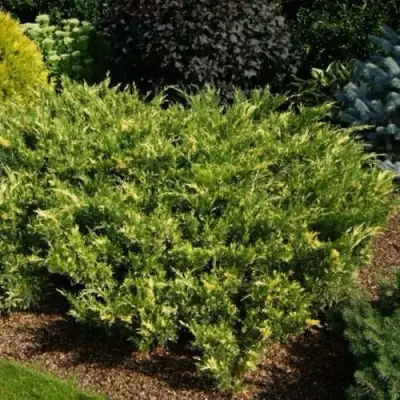 Можжевельник ВАРИЕГАТА казацкий  в Могилёве