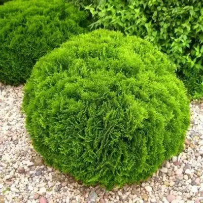 Туя ДАНИКА западная в Могилёве