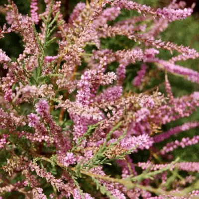 Тамарикс ПИНК КАСКАД в Могилёве