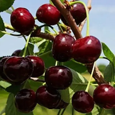 Вишня РОВЕСНИЦА в Могилёве