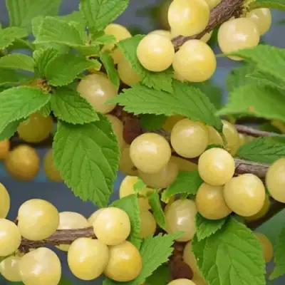 Вишня СНЕВИТ войлочная в Могилёве