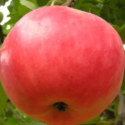 Яблоня СУЙСЛЕПСКОЕ (МАЛИНОВКА) в Могилёве