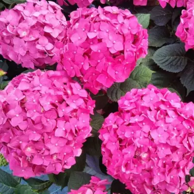 Гортензия ЭНДЛЕСС САММЕР ЛАВ крупнолистная в Могилёве